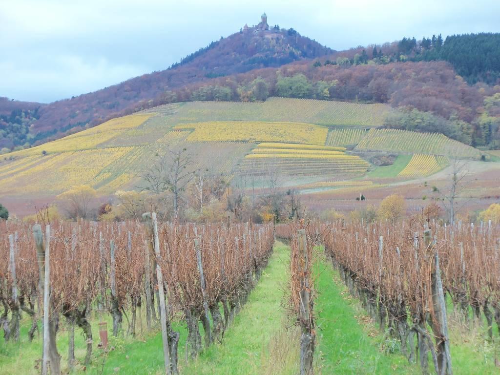 Apartment Route Du Vin Centre Alsace Orschwiller Kamer foto