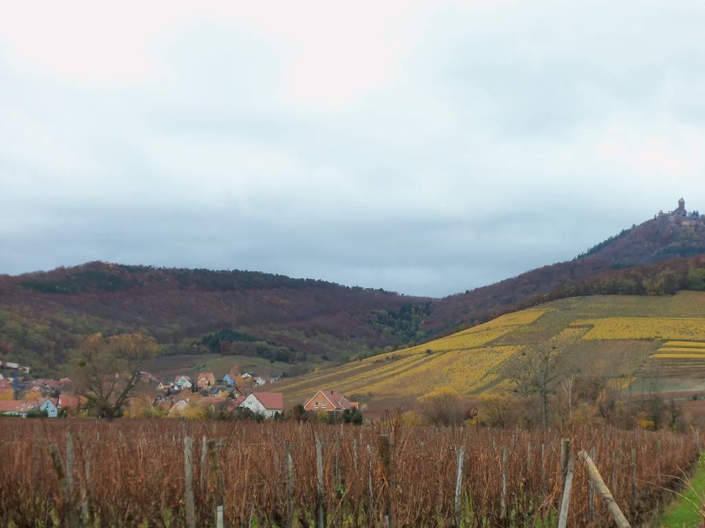 Apartment Route Du Vin Centre Alsace Orschwiller Kamer foto